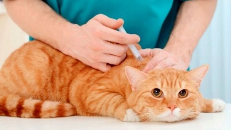 Phương pháp phòng tránh mèo cắn hiệu quả mỗi ngày