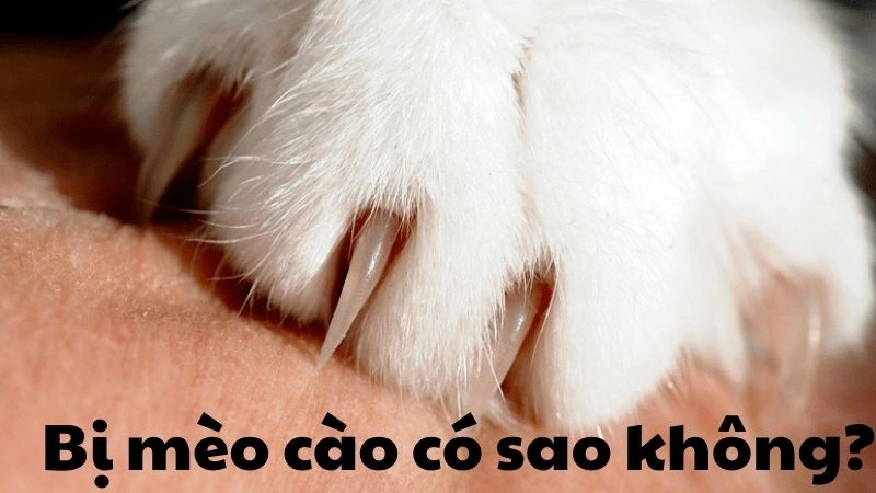 Bị mèo cào có sao không - Cẩn thận với bệnh dại tiềm ẩn