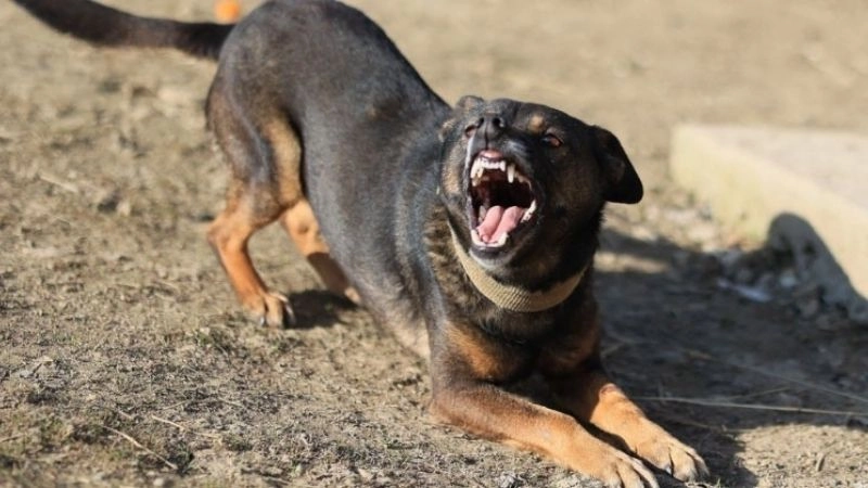 Bị chó cào chảy máu có nguy cơ gây bệnh 