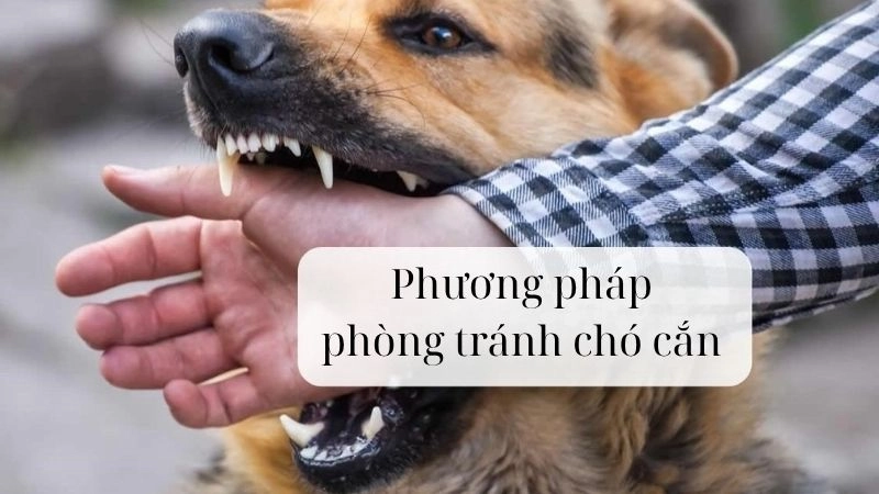 Phương pháp phòng tránh chó cắn đơn giản hiệu quả