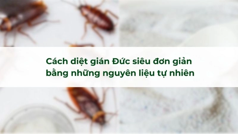 Một số phương pháp phòng tránh bị gián cắn