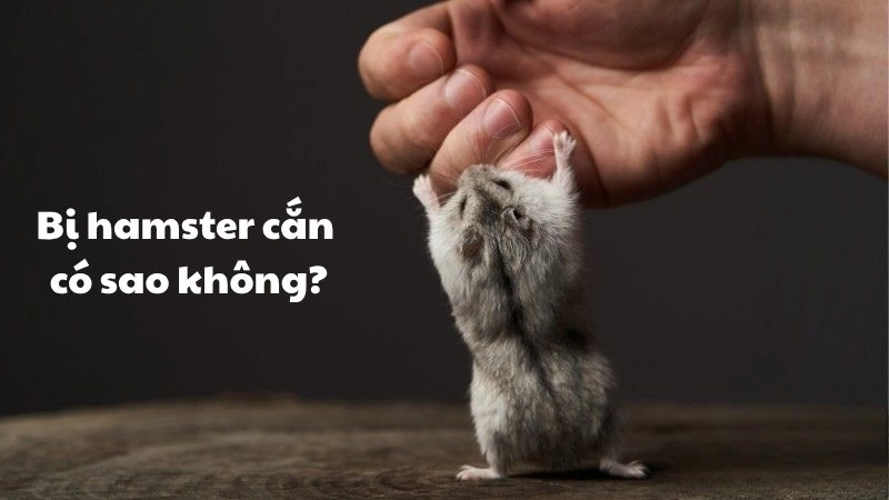 Hamster cắn có sao không và cách xử lý an toàn tại nhà