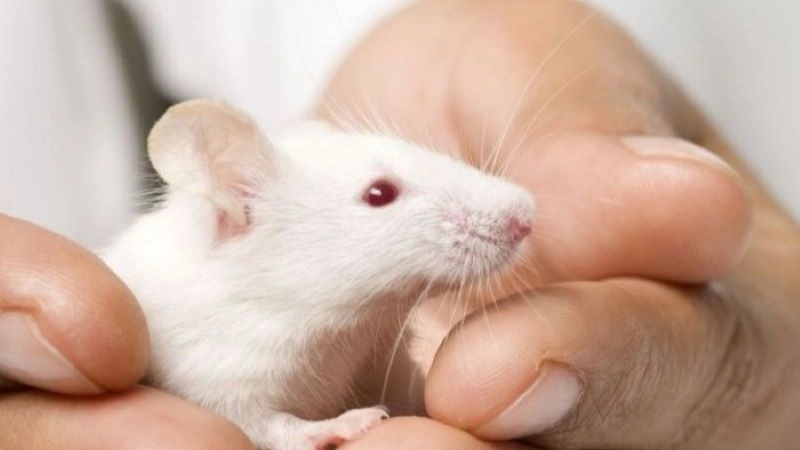 Một số lý do chủ yếu khiến chuột hamster cắn người