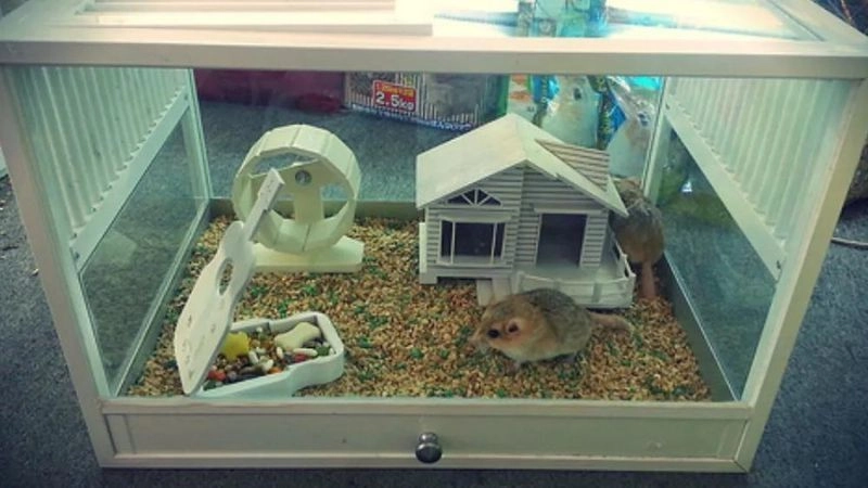 Một số phương pháp phòng tránh bị hamster cắn nên áp dụng
