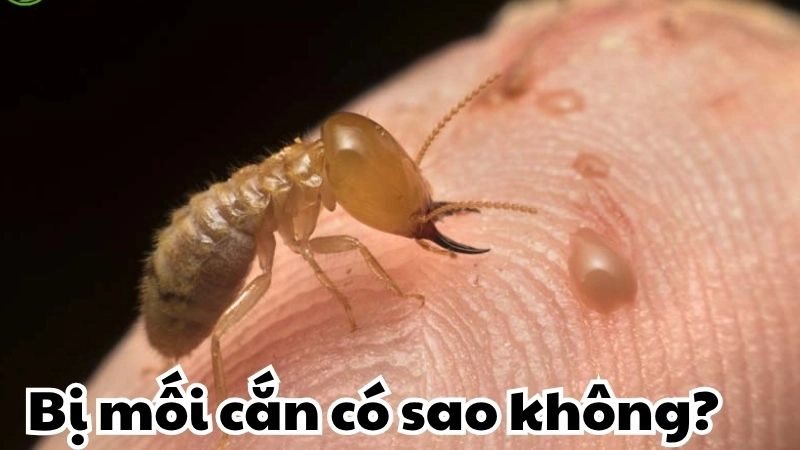 Bị mối cắn có sao không và bí quyết phòng tránh hiệu quả