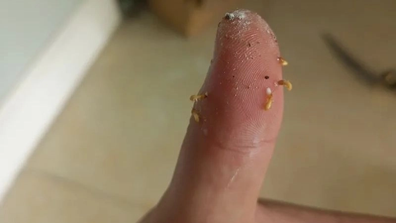 Mối không phải là loài côn trùng thường cắn người