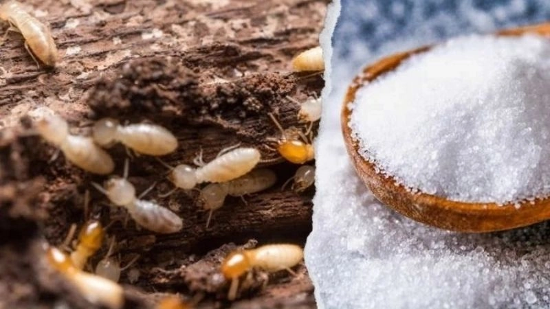 Diệt mối bằng muối và nước ấm là một phương pháp diệt mối theo phương pháp dân gian