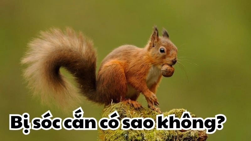 Sóc cắn có sao không - Tìm hiểu dấu hiệu và cách xử lý nhanh
