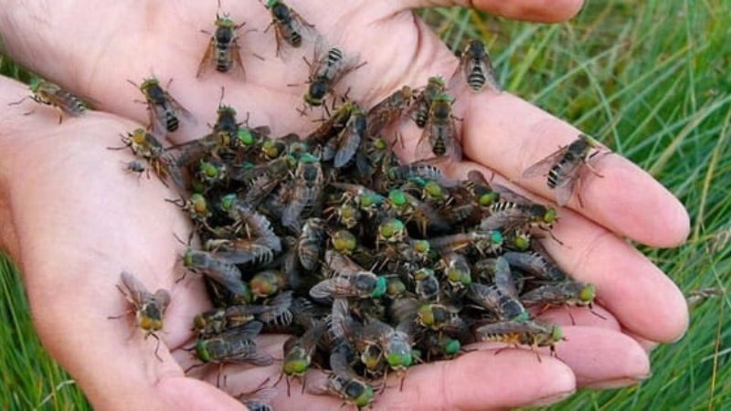 Ruồi trâu Là 1 họ trong bộ 2 cánh Diptera