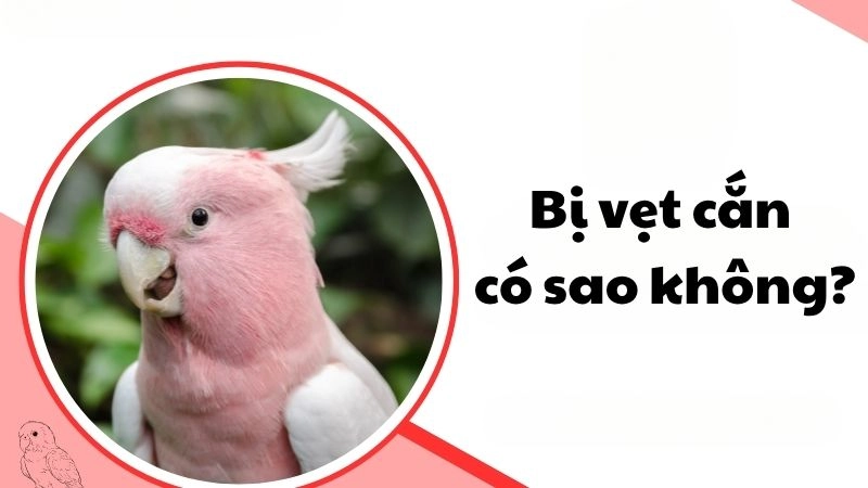 Bị vẹt cắn có sao không và dấu hiệu cần cảnh giác ngay