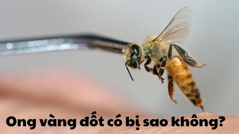 Ong vàng đốt có bị sao không và mức độ nguy hiểm thực sự