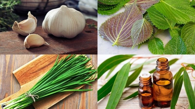 Mẹo trị ho cho bà bầu đơn giản tại nhà