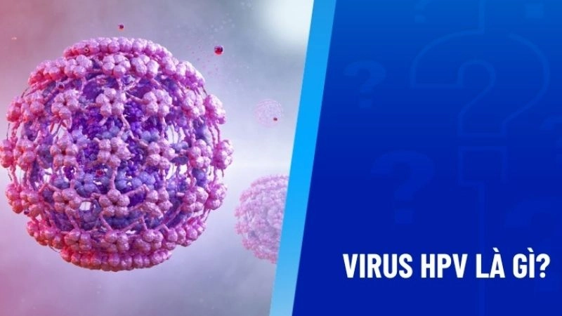 Virus HPV là tên viết tắt của Human Papilloma Virus – loại virus gây u nhú ở người