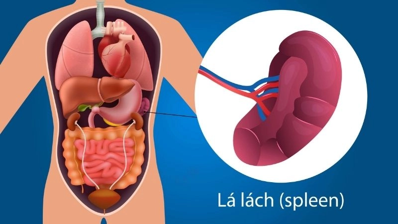 Cách điều trị hiệu quả khi lá lách to