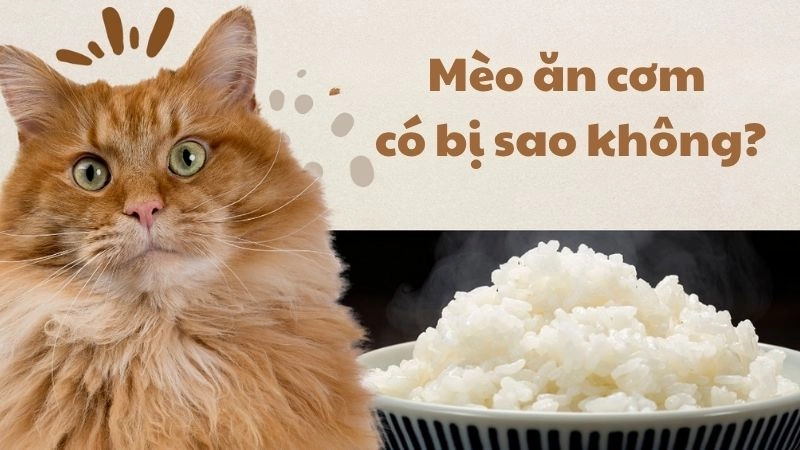 Mèo ăn cơm có bị sao không và có nên cho ăn thường