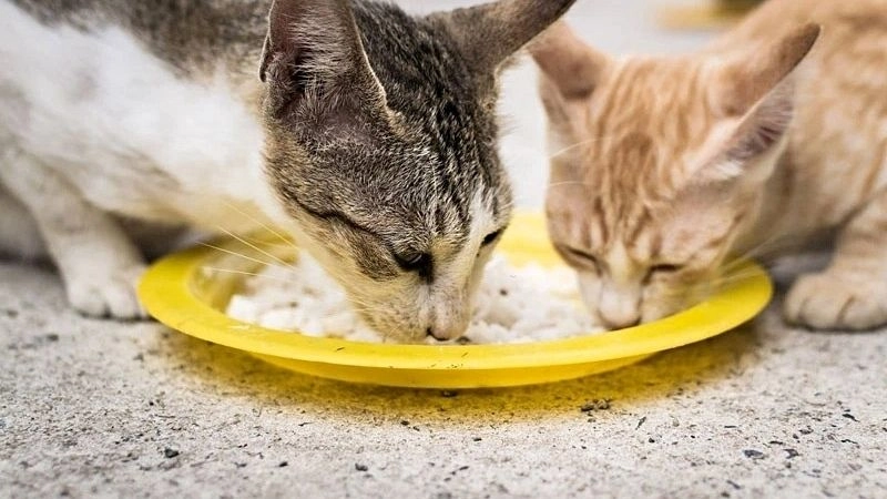 Việc ăn cơm không đem lại nhiều lợi ích dinh dưỡng cho mèo