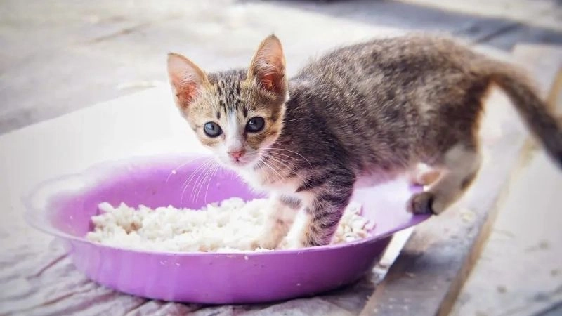 Lưu ý khi cho mèo ăn cơm để tránh gây hại sức khỏe