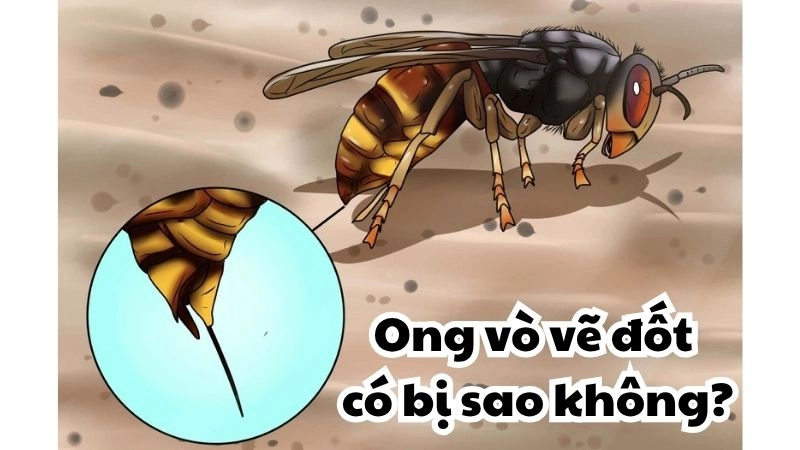 Ong vò vẽ đốt có bị sao không và những biến chứng đáng sợ