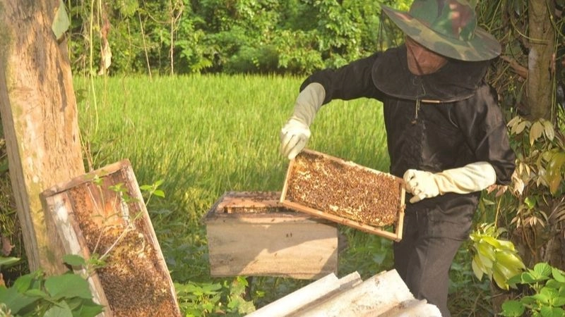 Cách phòng tránh bị ong đốt hiệu quả