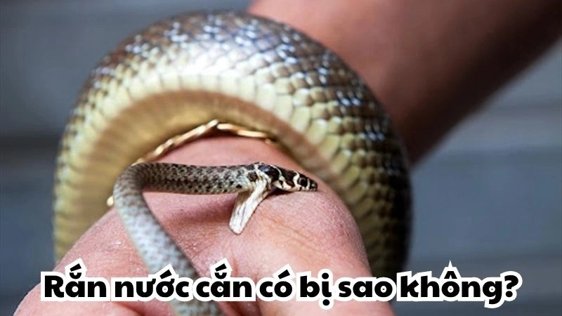 Bị rắn nước cắn có bị sao không và cần làm gì đầu tiên
