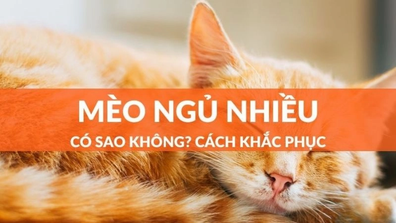 Mèo ngủ nhiều có bị sao không và dấu hiệu không nên bỏ qua