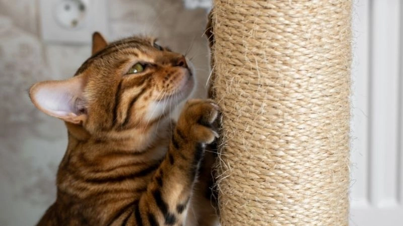 Tăng cường hoạt động vận động cho mèo