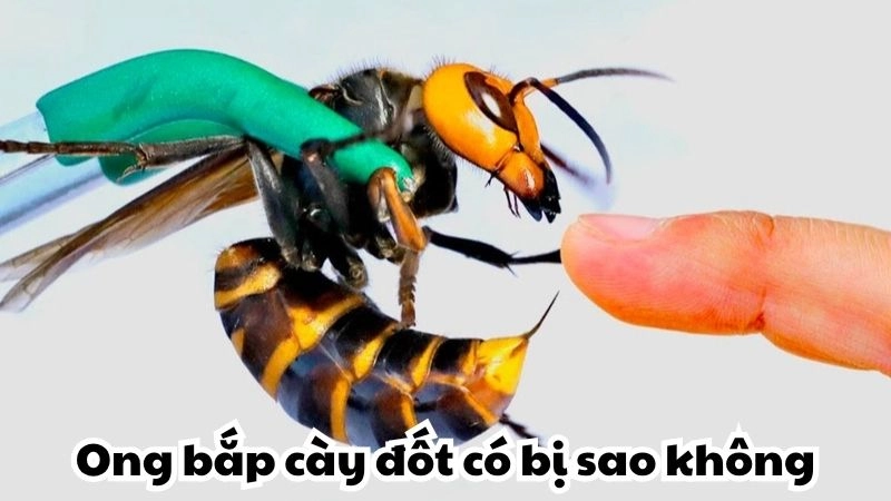 Ong bắp cày đốt có bị sao không và cách xử lý kịp thời