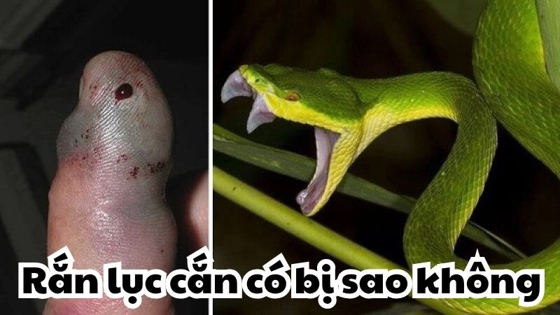 Rắn lục cắn có bị sao không - Có nguy hiểm đến tính mạng