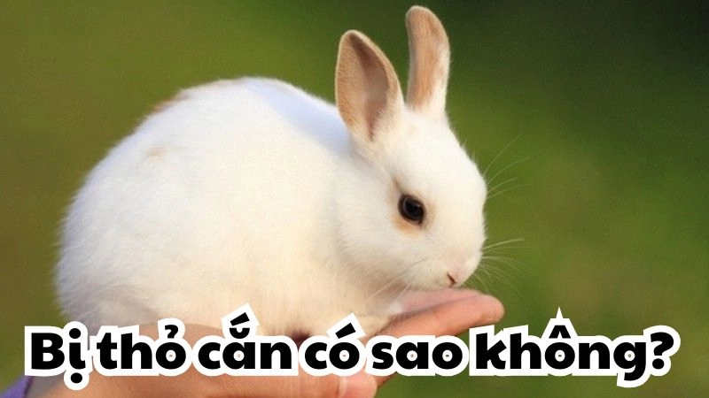 Bị thỏ cắn có sao không và những hiểm họa bất ngờ cần biết