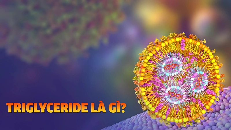Triglyceride là gì? Nguyên nhân và mức độ nguy hiểm