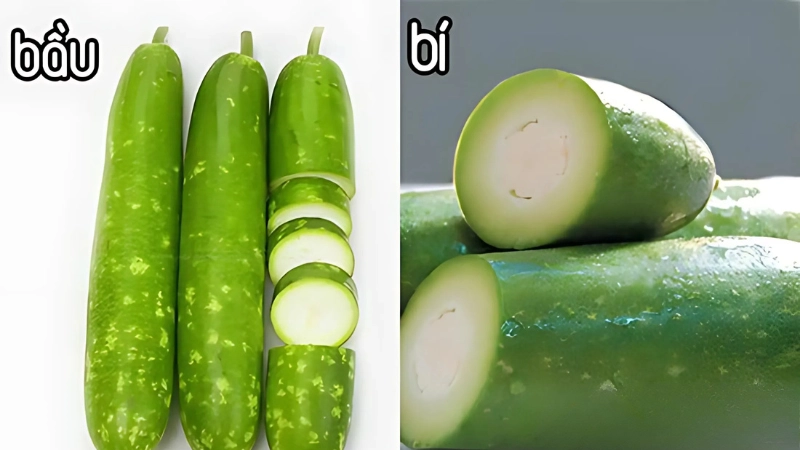 Bí kíp cực dễ cách phân biệt bầu và bí không ai nói!