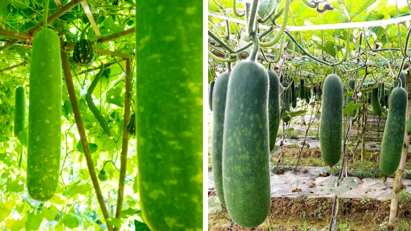 Ruột và hạt phân biệt chính xác sau khi cắt