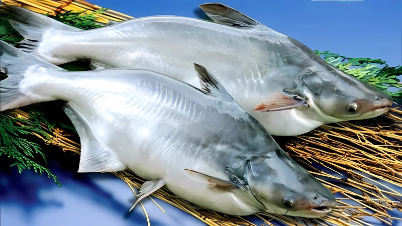 Đặc điểm nhận diện giúp hiểu rõ cá dứa