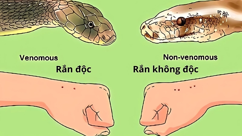 Cách phân biệt rắn độc chính xác cứu mạng lúc hiểm nguy
