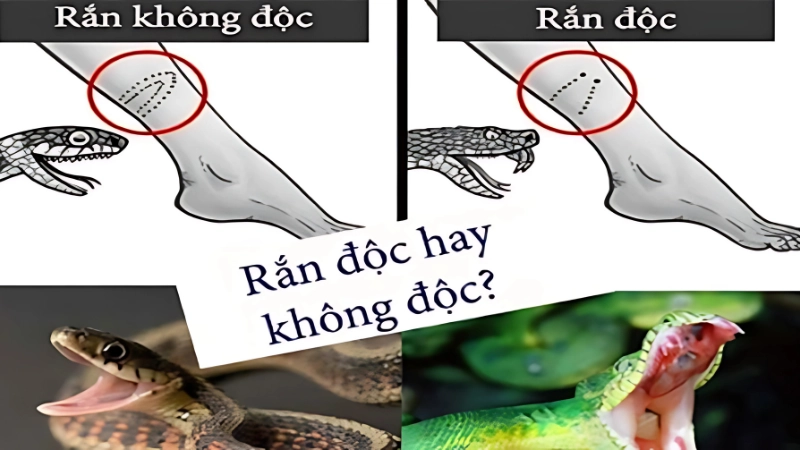 Màu sắc hoa văn dấu hiệu cảnh báo rắn độc