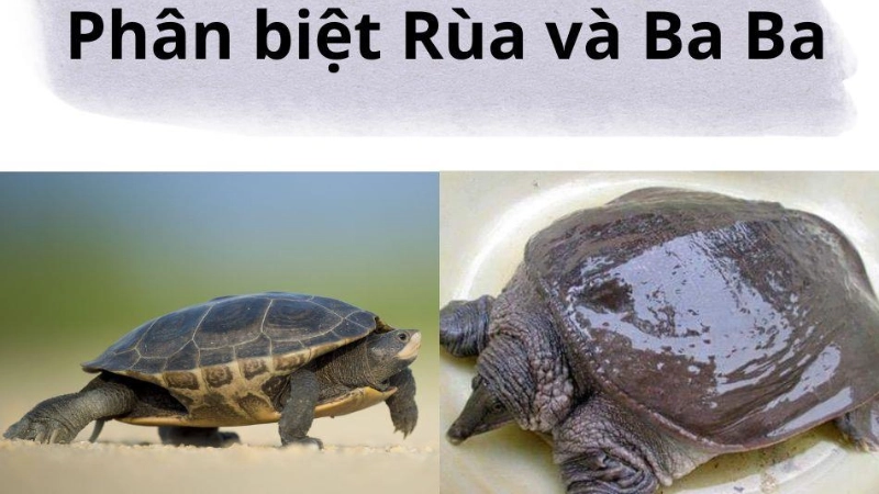 Đặc điểm hình thái bên ngoài giúp phân biệt rùa và baba