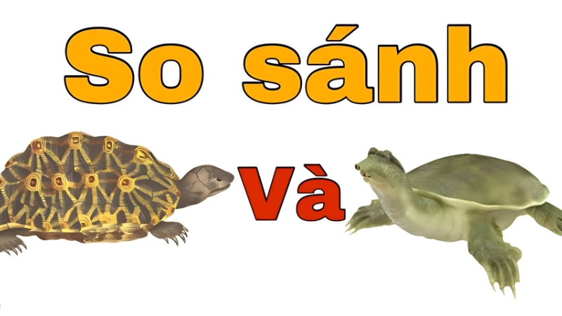 Ý nghĩa của việc phân biệt rùa và baba