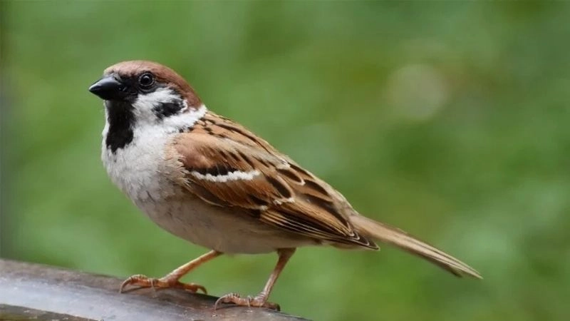 Mẹo dân gian chữa yếu sinh lý được lưu truyền lâu đời