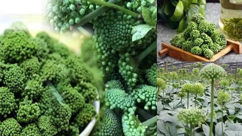 Mẹo chữa mất ngủ dân gian không cần dùng thuốc tây