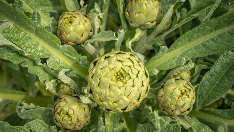 Thanh lọc máu bằng mẹo dân gian đơn giản dễ làm