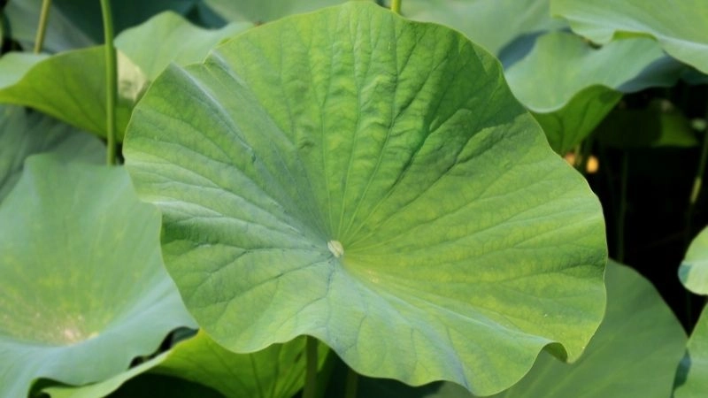 Thanh lọc máu bằng mẹo dân gian được lưu truyền lâu đời