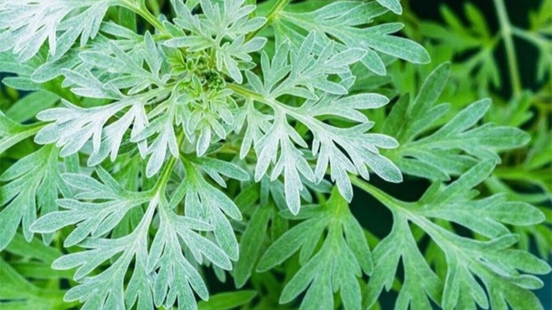 Mẹo dân gian chữa đau lưng từ thảo dược quen thuộc