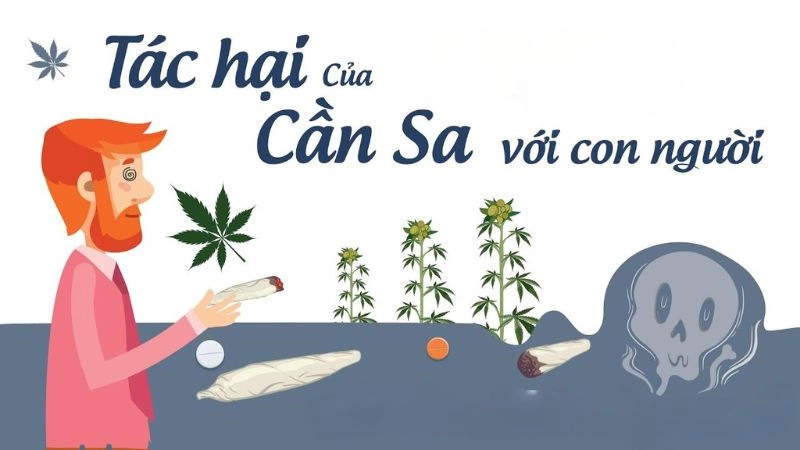 Tác hại của cần sa đối với não bộ và hành vi con người