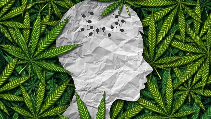 Tác hại của cần sa để lại hậu quả khó lường