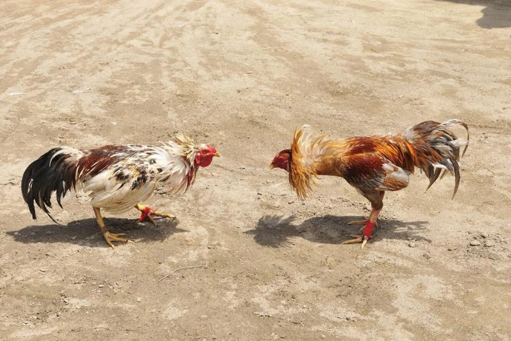 Phương pháp tập luyện chuyên sâu hàng ngày