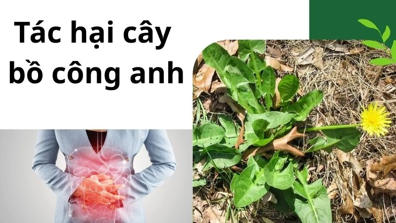 Tác hại cây bồ công anh - Lưu ý quan trọng trước khi dùng
