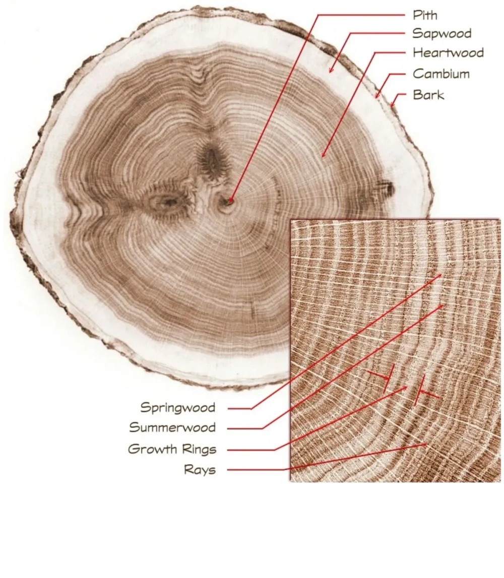 Các loại vân gỗ quý gõ đỏ bền bỉ theo thời gian
