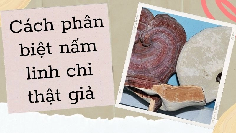 Cách phân biệt nấm linh chi thật giả từ dân buôn lâu năm