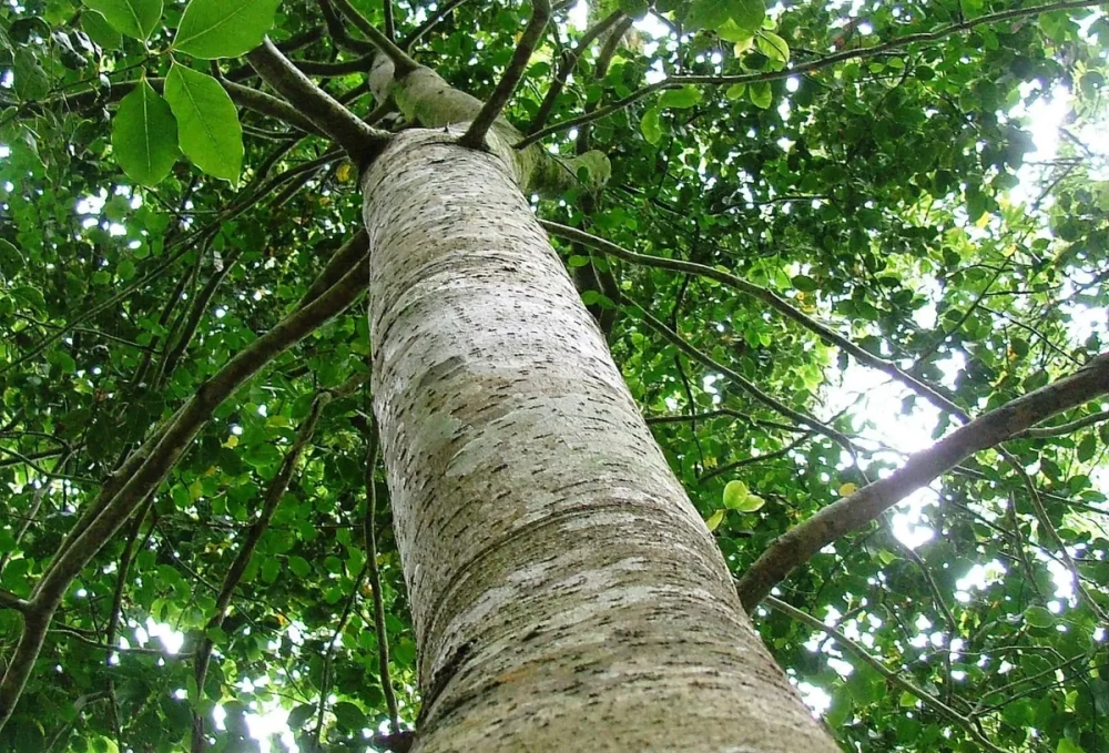 Khối gỗ tự nhiên với các loại vân gỗ quý dọc sắc nét