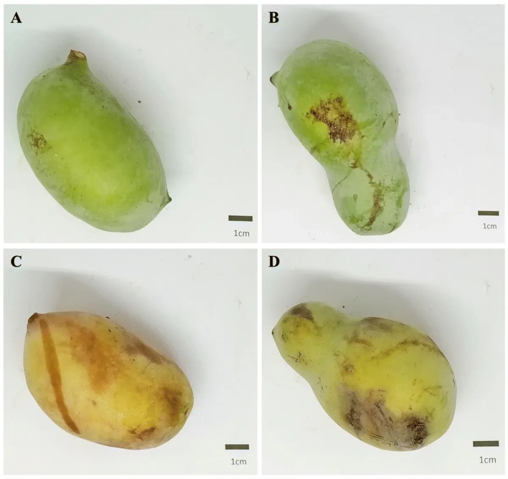 Phân biệt xoài chín cây với xoài ngâm thuốc qua độ cứng của thịt quả